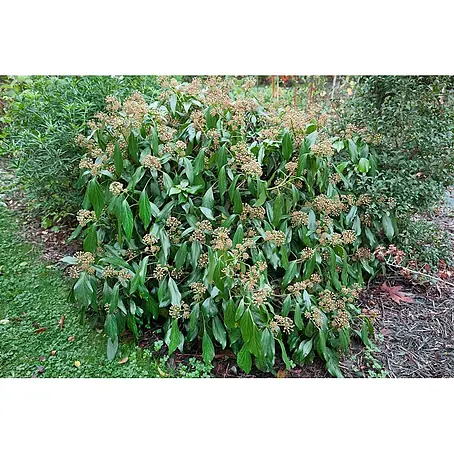 Pflanzen für dich  Efeu 60-100 cm