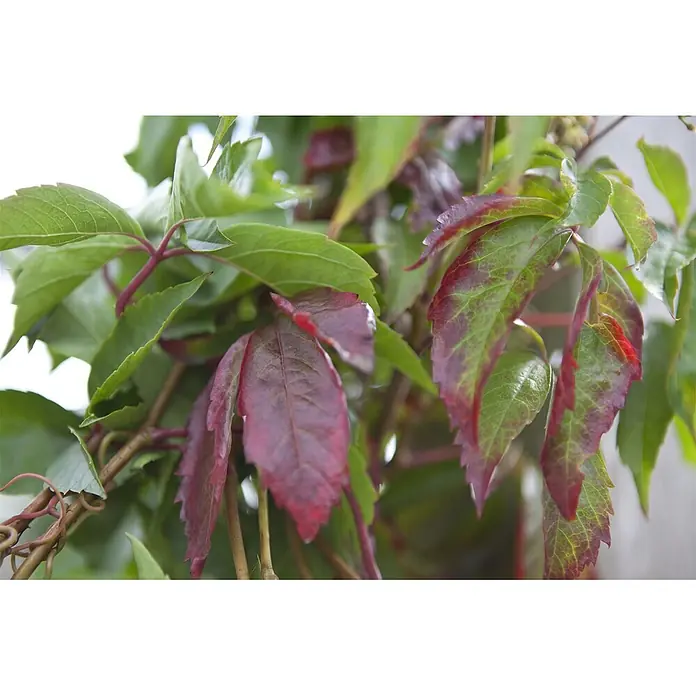 Pflanzen für dich Efeu 100-150 cm - Parthenocissus quinquefolia - Grüne und rote Blätter einer Rebe, die saisonale Farbveränderungen zeigen.
