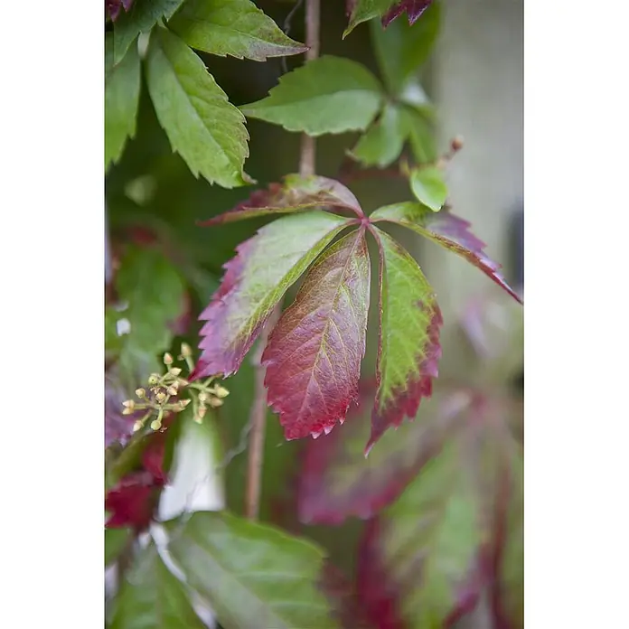 Pflanzen für dich Efeu 100-150 cm - Parthenocissus quinquefolia - Leuchtend grüne und rote gefingerte Blätter einer Kletterpflanze, die saisonalen Farbwechsel und kleine Knospen zeigen.