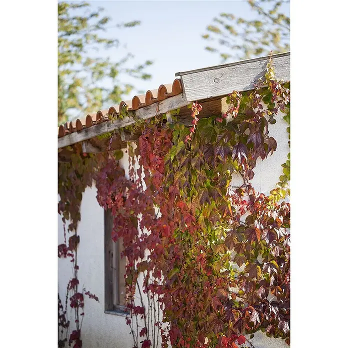 Pflanzen für dich Efeu 100-150 cm - Parthenocissus quinquefolia - Weiße Hauswand bedeckt mit leuchtend rotem und grünem Herbst-Efeu, Terrakotta-Dach und Holzdachsparren über einem Fenster.