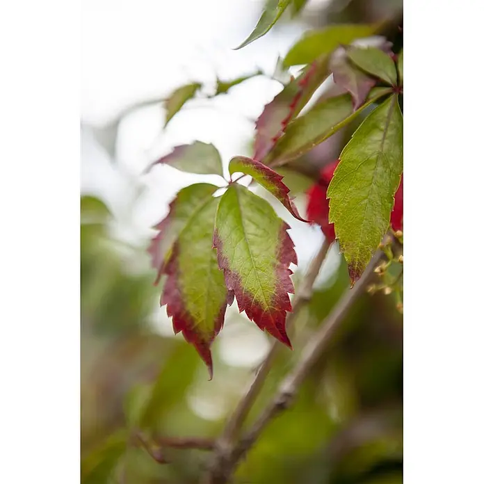 Pflanzen für dich Efeu 100-150 cm - Parthenocissus quinquefolia - Grüne Blätter mit roten Rändern an einem Ast, Herbstfarben zeigend.