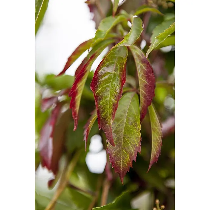 Pflanzen für dich Efeu 100-150 cm - Parthenocissus quinquefolia - Grüne Blätter mit auffälligen roten Rändern, möglicherweise Herbstlaub oder eine besondere Pflanzenart.