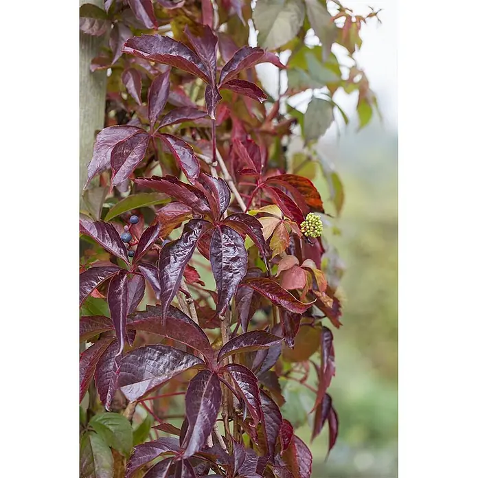 Pflanzen für dich Efeu 100-150 cm - Parthenocissus quinquefolia - Leuchtend rote Blätter einer Kletterpflanze mit kleinen dunklen Beeren und hellgrünen Knospen, die Herbstfarben zeigen.