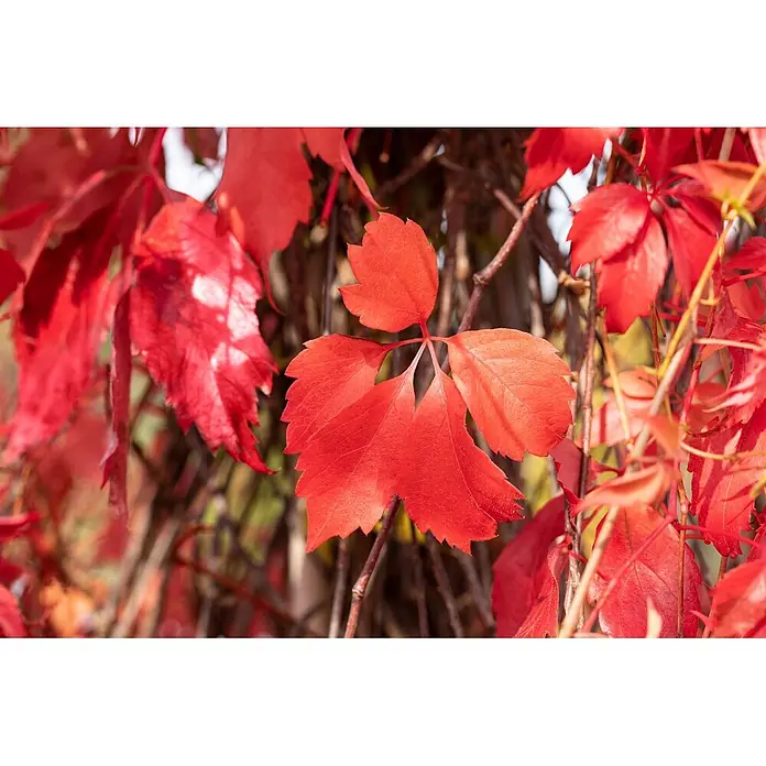Pflanzen für dich Efeu Wilder Wein - Parthenocissus quinquefolia 'Engelmannii' - Leuchtend rote Herbstblätter an einer Kletterpflanze, die das auffällige Herbstlaub zeigen.