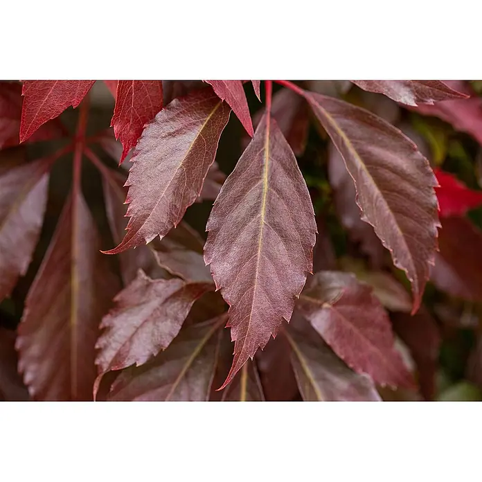 Pflanzen für dich Efeu Wilder Wein - Parthenocissus quinquefolia 'Engelmannii' - Nahaufnahme leuchtend tiefroter Blätter mit detaillierter Textur und ausgeprägten Adern.