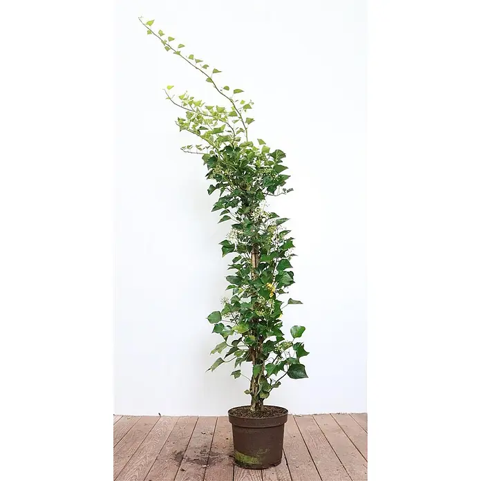 Pflanzen für dich Efeu Efeu - Hedera helix 'Arborescens' - Grüne Efeupflanze im braunen Topf, an einem Rankstab nach oben gezogen, mit kleinen weißen Blüten.