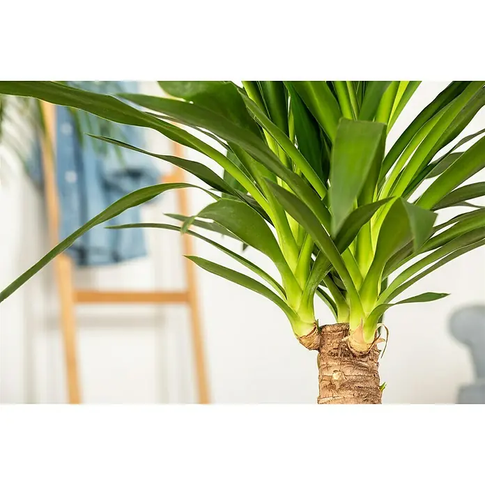 Piardino PalmlilieYucca elephantipes Maya Tree, Topfgröße: 21 cm - Nahaufnahme einer Drachenbaum Pflanze mit ihren grünen Blättern und ihrem markanten Stamm im Interieur.