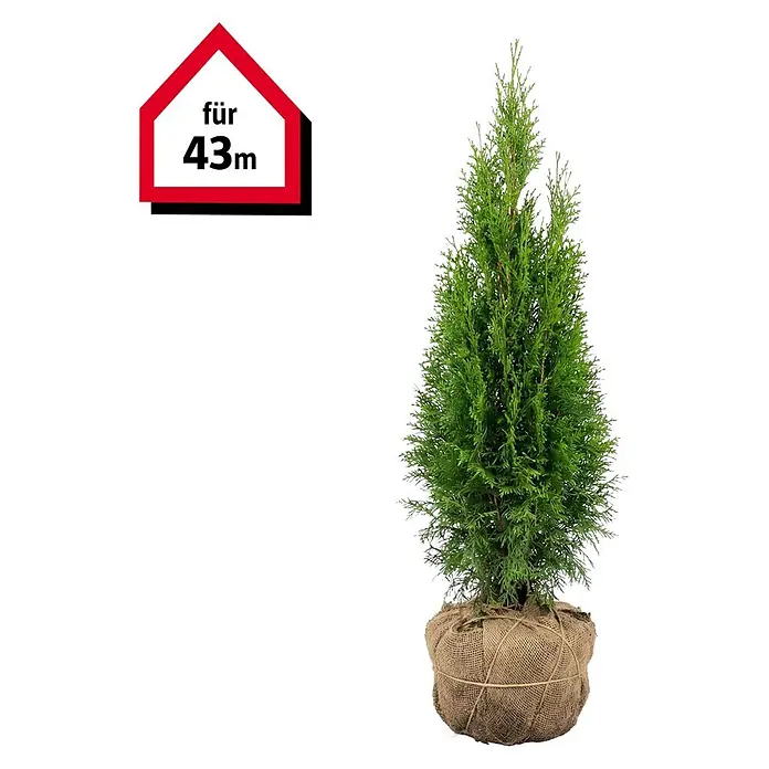 Piardino Lebensbaum - 60 cm - 80 cm, Thuja occidentalis 'Smaragd', 130 Stk.  online kaufen bei BAUHAUS