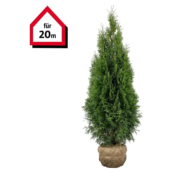 Piardino Lebensbaum - 160 cm - 180 cm, Thuja occidentalis 'Smaragd', 40  Stk. online kaufen bei BAUHAUS
