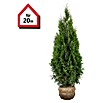 Piardino Lebensbaum - 160 cm - 180 cm, Thuja occidentalis 'Smaragd', 40  Stk. online kaufen bei BAUHAUS