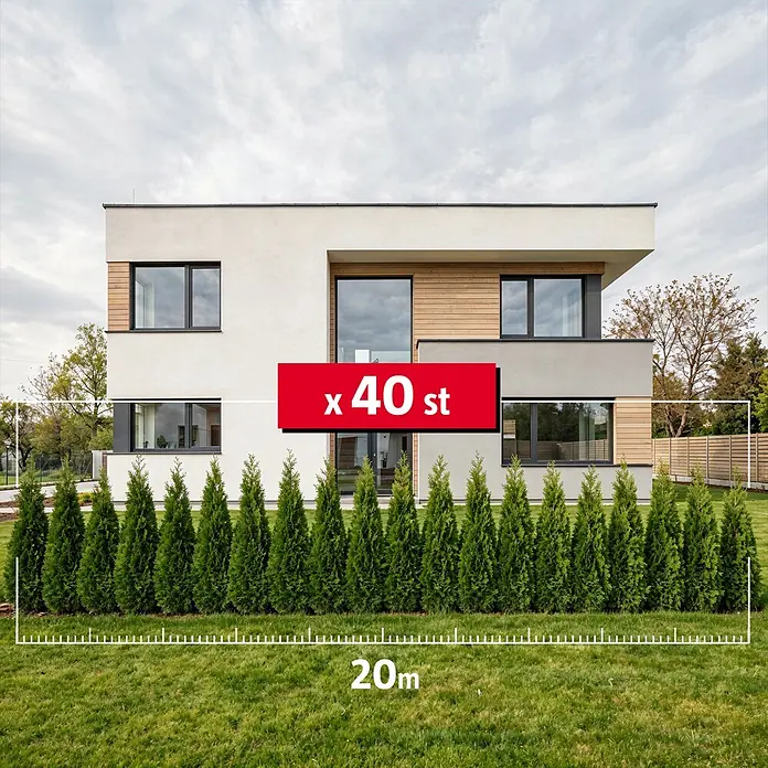 Piardino Lebensbaum - 160 cm - 180 cm, Thuja occidentalis 'Smaragd', 40  Stk. online kaufen bei BAUHAUS