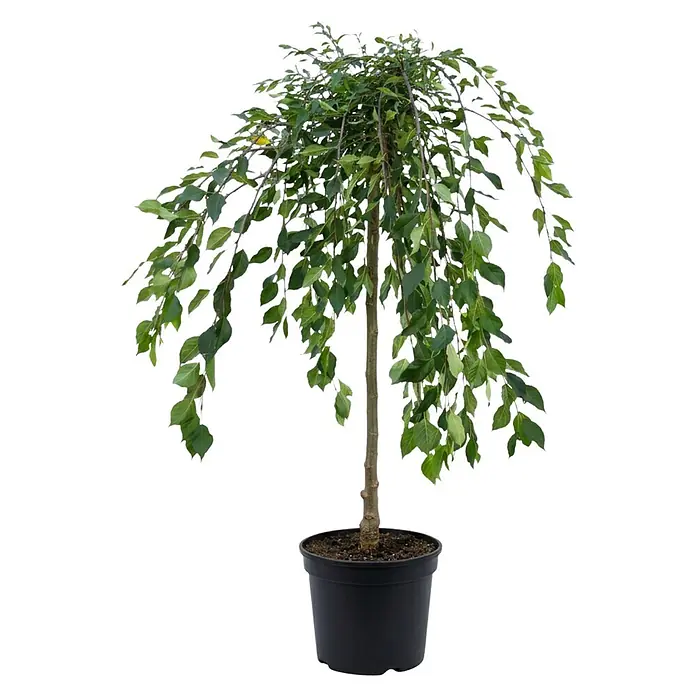 Piardino Zierapfel Fontana - Malus, Aktuelle Wuchshöhe: 150 cm, Stammhöhe: 120 cm - Topf-Trauerweide mit dunkelgrünen, herabhängenden Blättern und dünnem braunem Stamm in schwarzem Topf.
