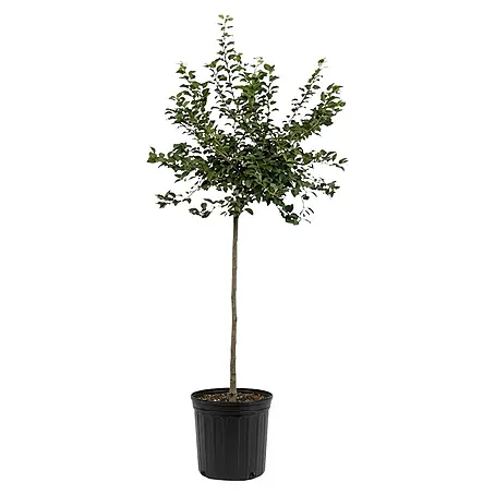 thuja smaragd 100-120 Thuja Smaragd 100-120 cm - Häckväxt