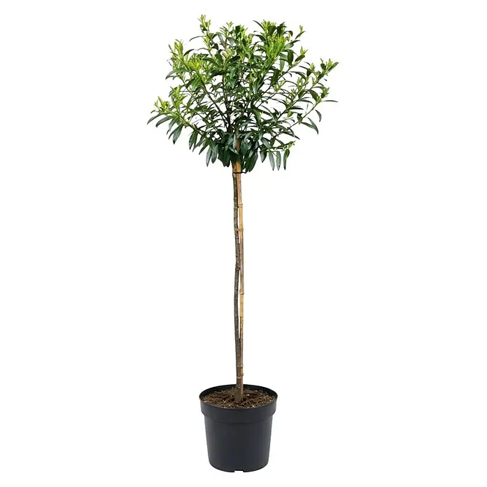 Piardino Kirschlorbeer Titan - Prunus laurocerasus, Topfvolumen: 7 l, Aktuelle Wuchshöhe: 150 cm - Getopfter grüner Hochstammbaum mit braunen Stützstäben in schwarzem Topf.