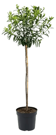 Piardino Kirschlorbeer Titan - Prunus laurocerasus, Topfvolumen: 7 l,  Aktuelle Wuchshhe: 150 cm online kaufen bei BAUHAUS