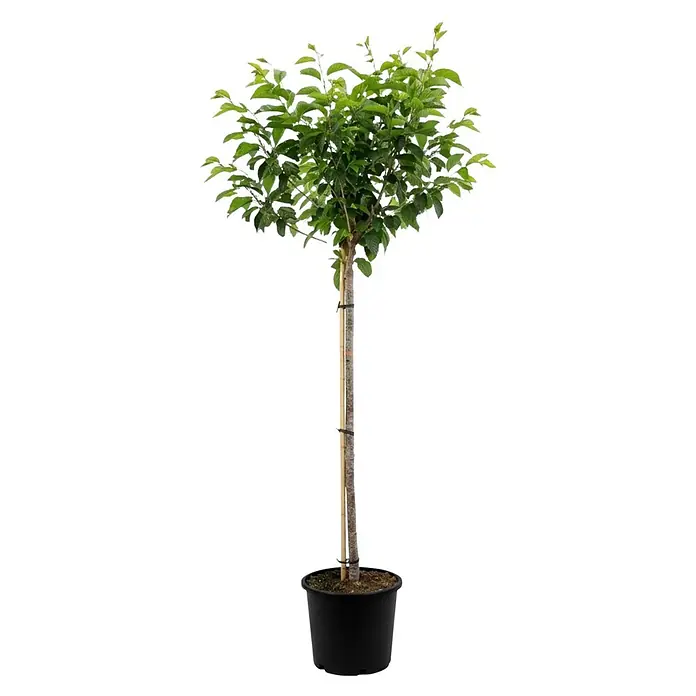 Piardino Yoshino-Kirsche - Prunus yoedensis, 18 l, Stammhöhe: 150 cm - Junger Hochstammbaum mit grünem Laub, an Bambusstab gestützt, in schwarzem Topf.