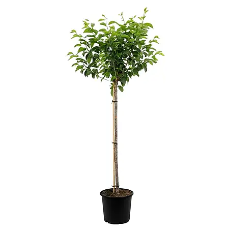 erde fr monstera Bio Monstera Erde