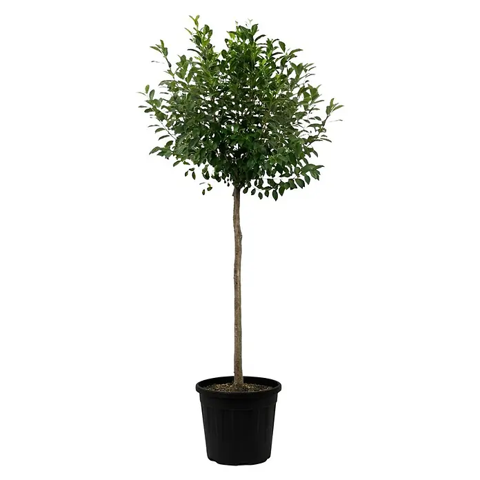 Piardino Zierkirsche - Prunus 'eminens', Aktuelle Wuchshöhe: 170 cm, Stammhöhe: 120 cm - Kleiner Topfbaum mit grünen Blättern und braunem Stamm in einem schwarzen Topf.