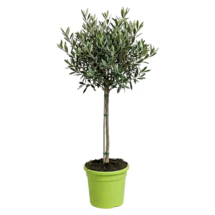 Olivenbaum - Olea europaea, Topfgröße: 24 cm - Topf-Olivenbaum mit schlankem Stamm und grünem Laub, in einem hellgrünen Topf.