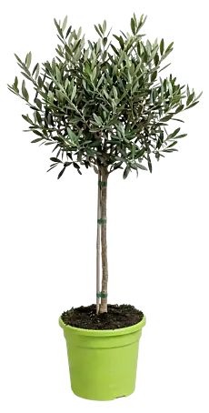 green bubble olivenbaum Olea Europaea Cultivo verzweigt – 210cm main image 0