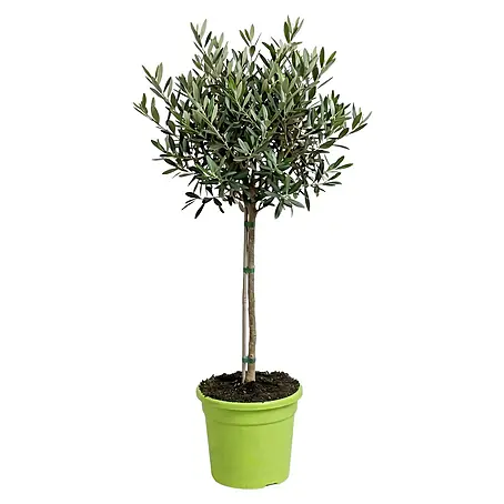 Olivenbaum