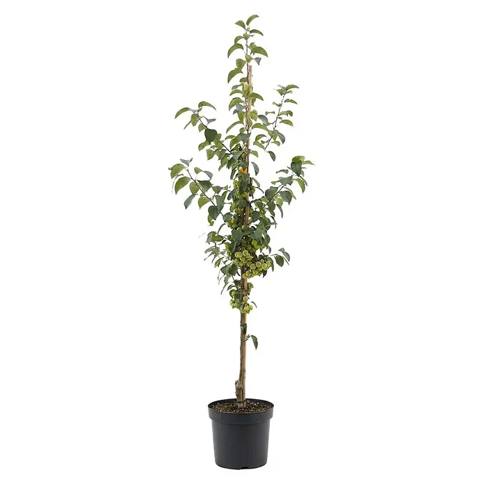 Piardino Zierapfel Evereste - Malus, Aktuelle Wuchshöhe: 200 cm - Topf-Säulenobstbaum mit grünen Blättern und kleinen grünen Früchten, gestützt von Bambusstab in schwarzem Topf.
