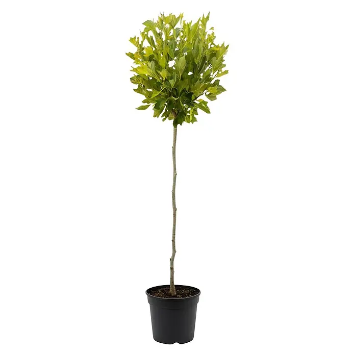 Piardino Platane - Platanus hispanica Alphens Globe, Topfvolumen: 18 l, Aktuelle Wuchshöhe: 170 cm - Ein kleiner Topfbaum mit schlankem Stamm, leuchtend grünen Blättern, die eine runde Krone bilden, in einem schwarzen Pflanztopf.