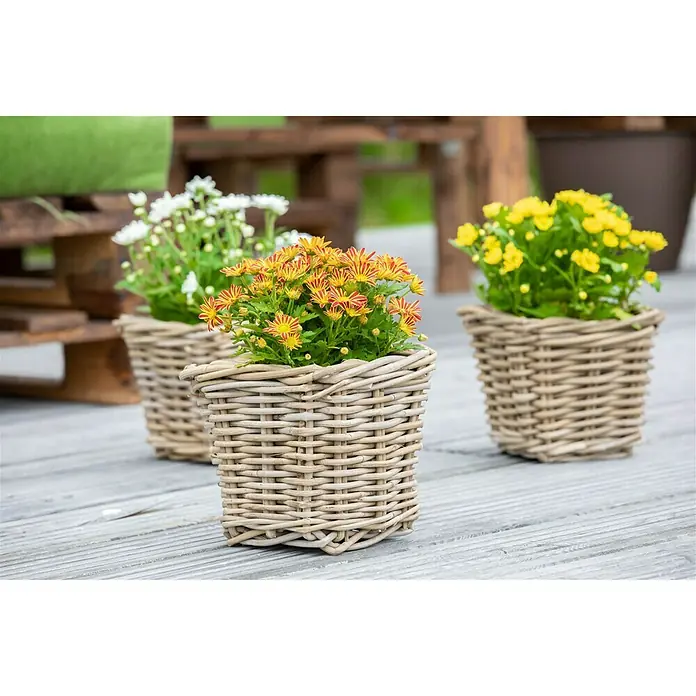 Piardino Herbst-Chrysantheme Swifty - Dendranthema indicum, Topfgröße: 12 cm, Sortenabhängig - Drei Blumentöpfe aus Korbgeflecht mit bunten Blumen, die auf einer grauen Holzterrasse stehen. Dekorative Gartengestaltung für den Außenbereich.