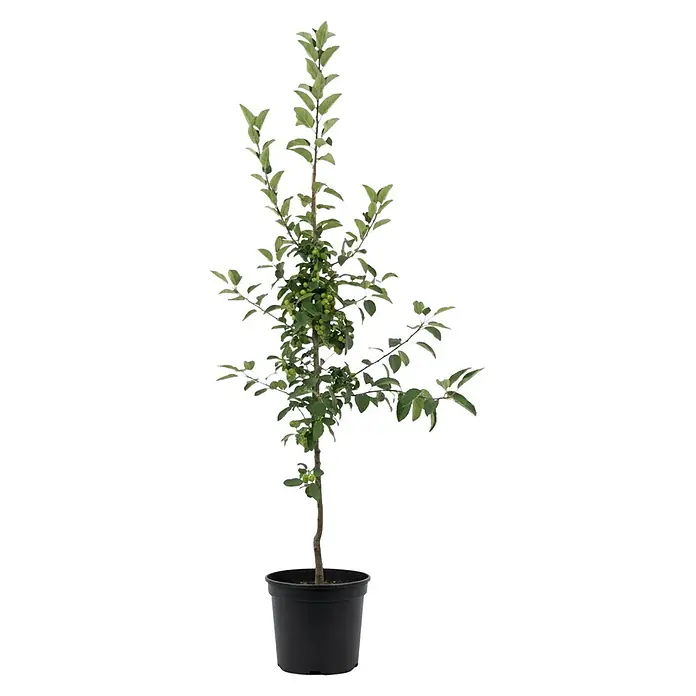 Piardino Zierapfel Red Sentinel - Malus, Topfvolumen: 18 l, Aktuelle Wuchshöhe: 175 cm - 200 cm - Junge Topfpflanze mit grünen Blättern und heranreifenden grünen Beeren in einem schwarzen Topf.