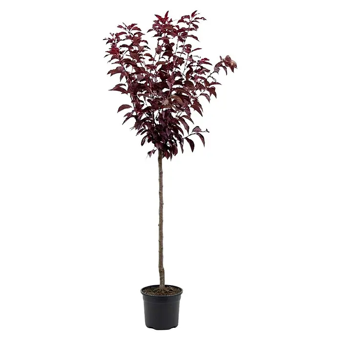Piardino Zierkirsche Royal Burgundy - Prunus serrulata, Aktuelle Wuchshöhe: 200 cm, Stammhöhe: 150 cm - Getopfter Baum mit dunkelroten Blättern und schlankem braunen Stamm im schwarzen Kunststofftopf.