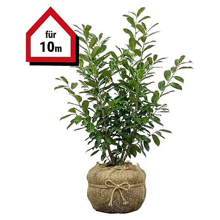 Piardino Kirschlorbeer Caucasica - 60 cm - 80 cm, Prunus laurocerasus  'Caucasica', 120 Stk. online kaufen bei BAUHAUS