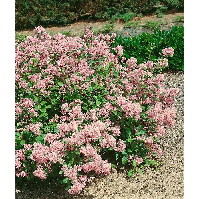 Pflanzen für dich Säckelblume 40-60 cm - Ceanothus pallidus 'Marie Rose', Rosa - Ein üppig blühender rosa Strauch mit grünen Blättern in einer Gartenumgebung.