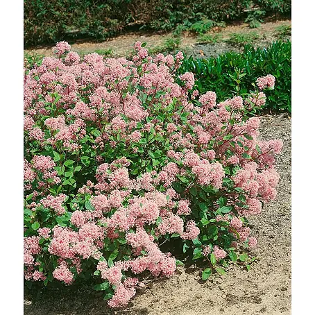 Pflanzen für dich  Säckelblume 40-60 cm