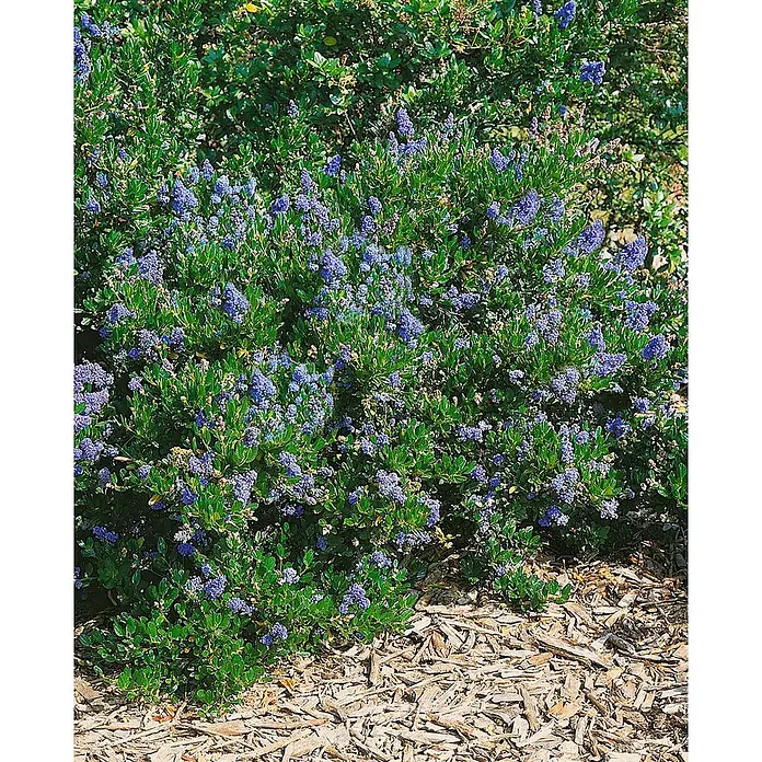 Pflanzen für dich Säckelblume 30-40 cm - Ceanothus impressus 'Victoria', Blau - Ein lebendiger Strauch mit kleinen grünen Blättern und zahlreichen Büscheln kleiner violett-blauer Blüten, mit Rindenmulch bepflanzt.