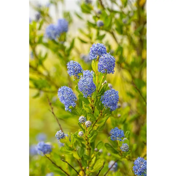 Pflanzen für dich Säckelblume 30-40 cm - Ceanothus impressus 'Victoria', Blau - Nahaufnahme eines Strauchs mit zahlreichen Büscheln kleiner blauer Blüten und grünen Blättern.