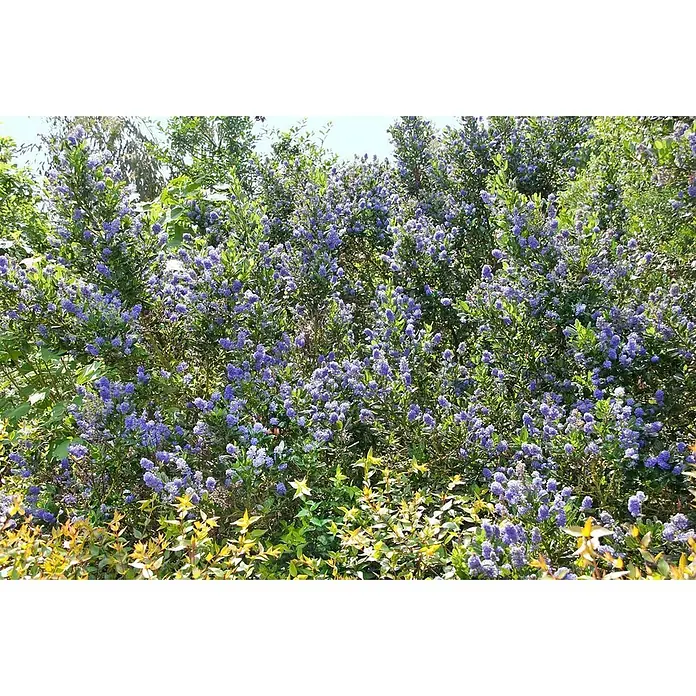 Pflanzen für dich Säckelblume 30-40 cm - Ceanothus impressus 'Victoria', Blau - Üppiger Strauch mit vielen kleinen blau-violetten Blüten und grünen Blättern im Garten.