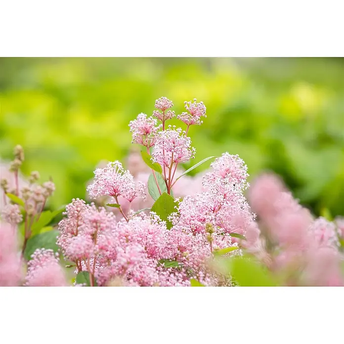 Pflanzen für dich Säckelblume 60- 80 cm - Ceanothus pallidus 'Marie Simon', Rosa - Zarte rosa Blüten in Büscheln mit kleinen weißen Staubfäden.