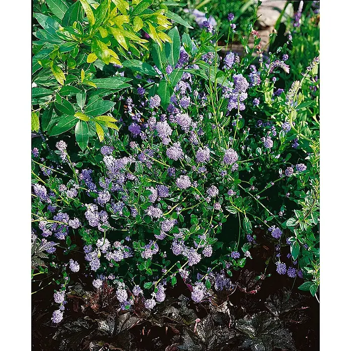 Pflanzen für dich Säckelblume 30-40 cm - Ceanothus impressus 'Victoria', Blau - Ein lebhafter Strauch mit vielen kleinen violetten Blüten, umgeben von grünem Laub in einer Gartenumgebung.