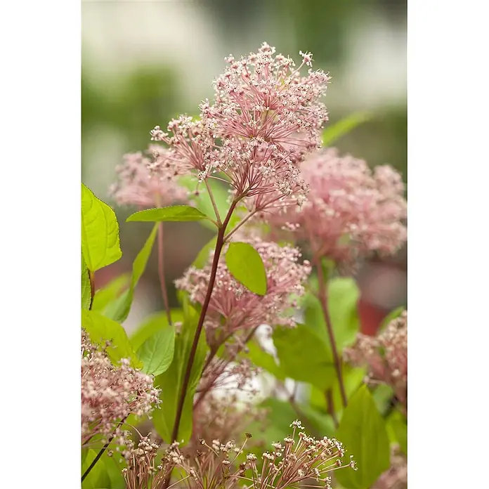 Pflanzen für dich Säckelblume 60- 80 cm - Ceanothus pallidus 'Marie Simon', Rosa - Nahaufnahme einer blühenden Pflanze mit kleinen rosa Blütenständen und leuchtend grünen Blättern.
