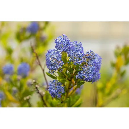 Pflanzen für dich  Säckelblume 30-40 cm