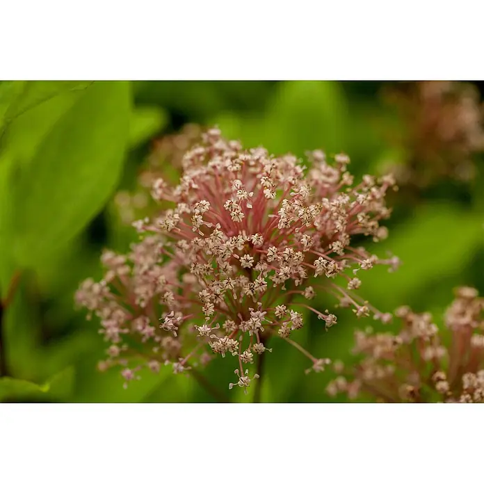 Pflanzen für dich Säckelblume 60- 80 cm - Ceanothus pallidus 'Marie Simon', Rosa - Eine Ansammlung zarter rosa-weißer Blüten mit rot-rosa Stielen, die eine sternartige Form bilden.