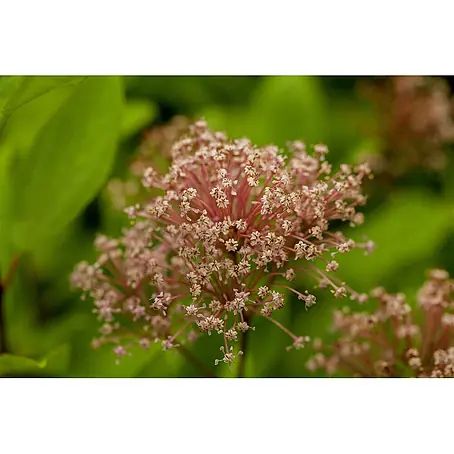 Pflanzen für dich  Säckelblume 40-60 cm