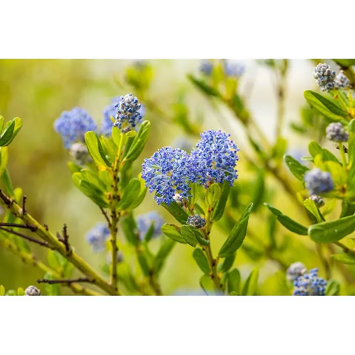 Pflanzen für dich Säckelblume 30-40 cm - Ceanothus impressus 'Victoria', Blau - Pflanze mit leuchtend blauen Blütenbüscheln und frischen grünen Blättern.