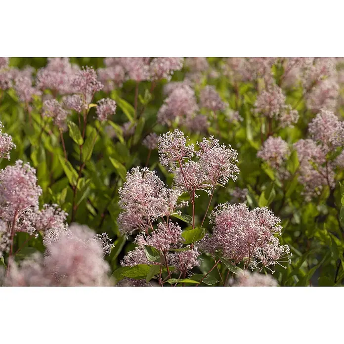 Pflanzen für dich Säckelblume 40-60 cm - Ceanothus pallidus 'Marie Simon', Rosa - Zarte rosa Blüten, die in Büscheln zwischen grünen Blättern blühen.