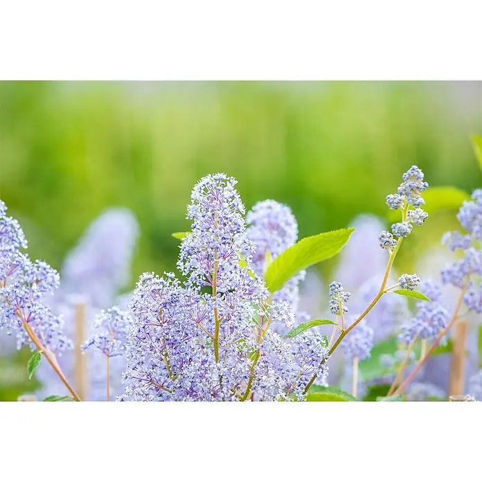 Pflanzen für dich Säckelblume 60-100 cm - Ceanothus × delilianus 'Gloire de Versailles', Blau - Nahaufnahme leuchtend hellvioletter Blüten mit grünen Blättern.