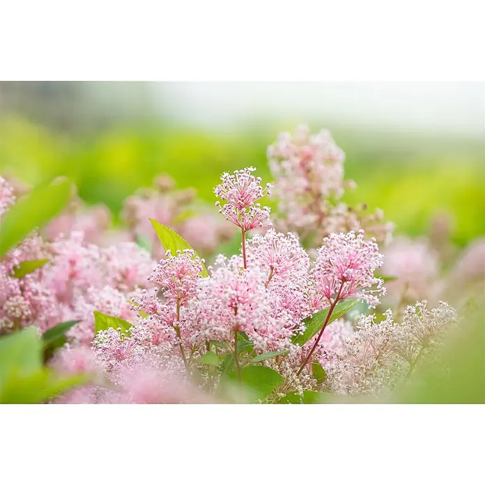 Pflanzen für dich Säckelblume 60- 80 cm - Ceanothus pallidus 'Marie Simon', Rosa - Nahaufnahme einer blühenden Pflanze mit Büscheln kleiner rosa Blüten.