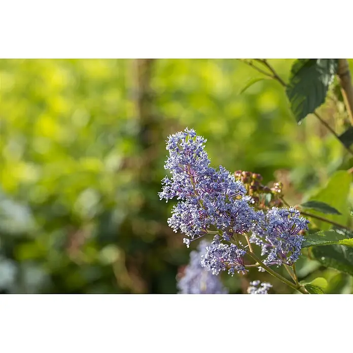 Pflanzen für dich Säckelblume 60-100 cm - Ceanothus × delilianus 'Gloire de Versailles', Blau - Zarte, lavendelblaue Blütenbüschel an einer Pflanze.