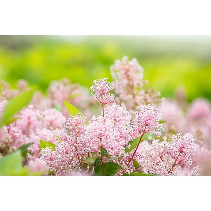 Pflanzen für dich Säckelblume 60- 80 cm - Ceanothus pallidus 'Marie Simon', Rosa - Nahaufnahme von flauschigen rosa Blüten.