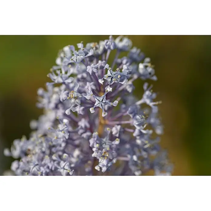 Pflanzen für dich Säckelblume 60-100 cm - Ceanothus × delilianus 'Gloire de Versailles', Blau - Nahaufnahme hellvioletter sternförmiger Blüten mit feinen Blütenblättern, bedeckt mit kleinen Tautropfen.
