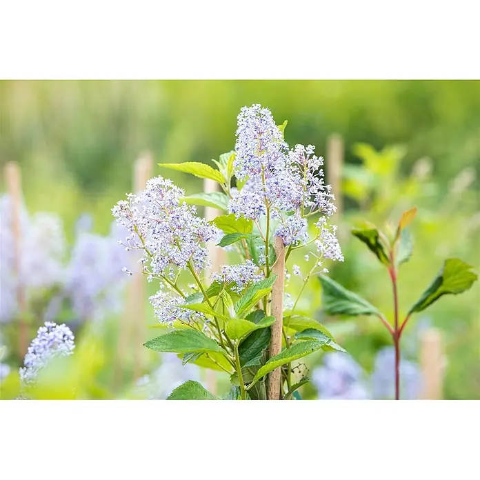Pflanzen für dich Säckelblume 60-100 cm - Ceanothus × delilianus 'Gloire de Versailles', Blau - Eine blühende Pflanze mit zarten hellblau-violetten Blütenbüscheln und grünen Blättern, gestützt von einem Holzpfahl.